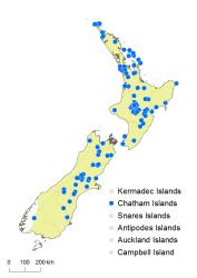 Botrychium australe distribution map based on databased records at AK, CHR and WELT. 
 Image: K. Boardman © Landcare Research 2015 CC BY 3.0 NZ